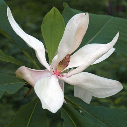 Magnolia Macrophylla Seeds - Tree Plant Sees for Home Gardens