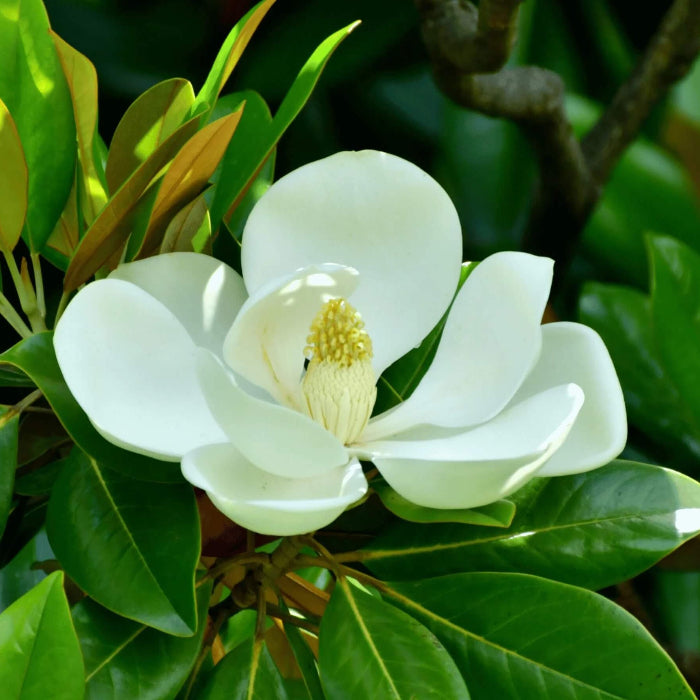 Magnolia Seeds - Flower Plant for Home Gardens