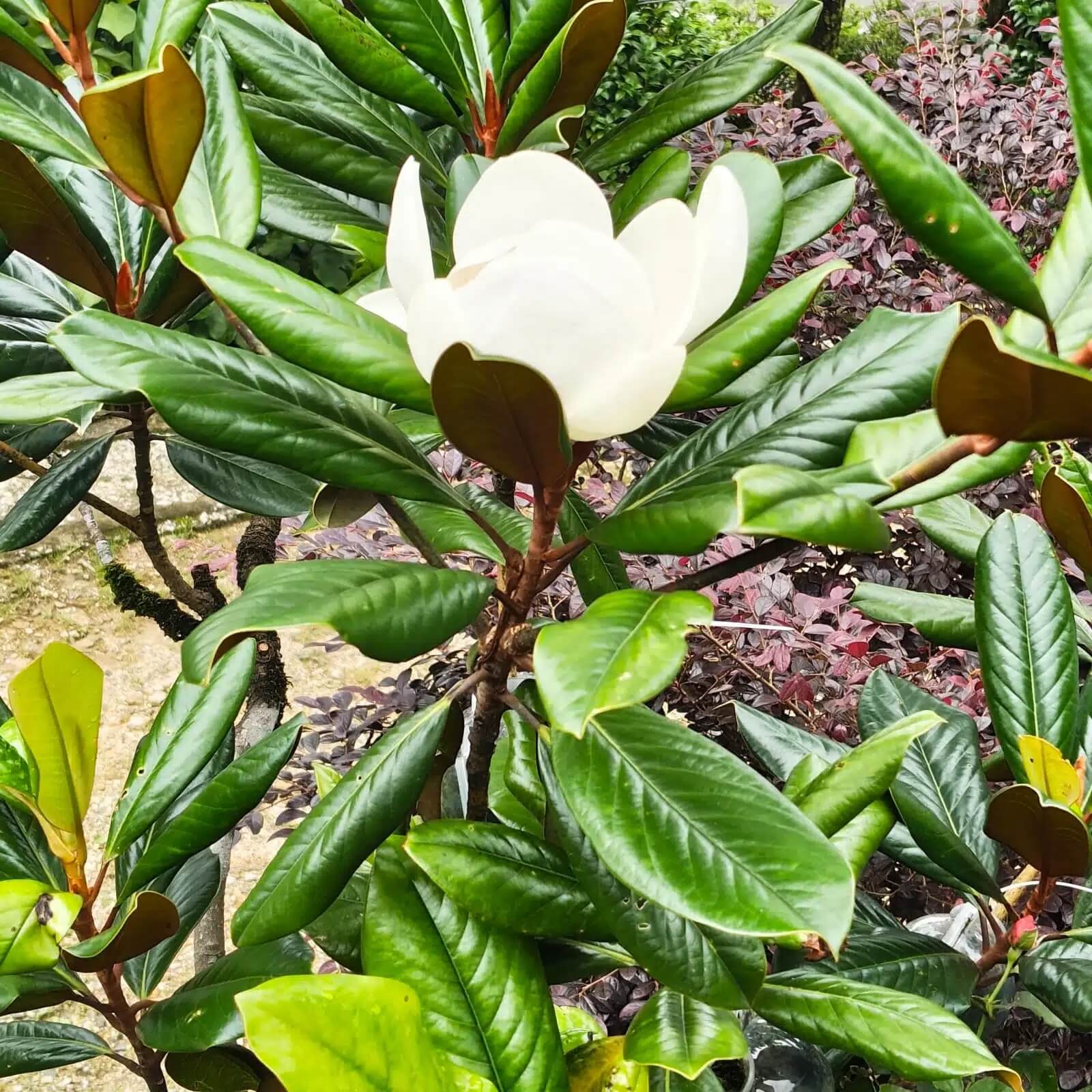 Magnolia Seeds - Flower Plant for Home Gardens