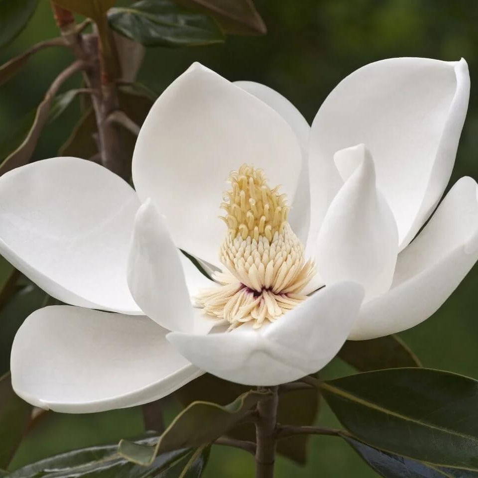 Magnolia Seeds - Flower Plant for Home Gardens