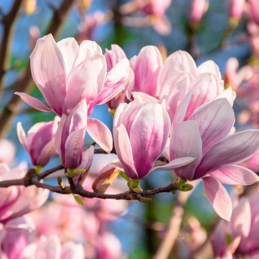 Magnolia Tree Seeds 
