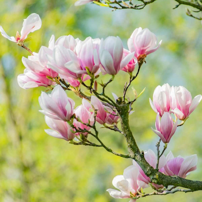 Magnolia Tree Seeds 