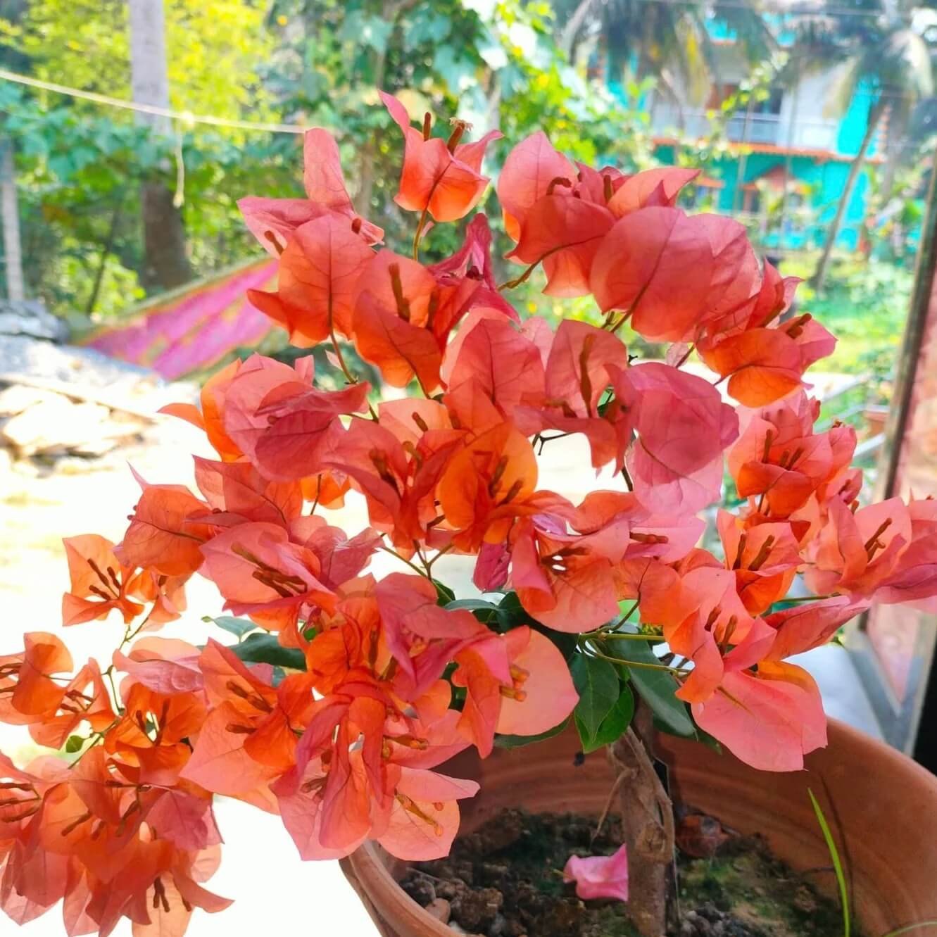 Mahara Orange Bougainvillea Seeds
