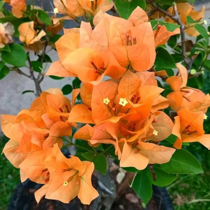 Mahara Orange Bougainvillea Seeds