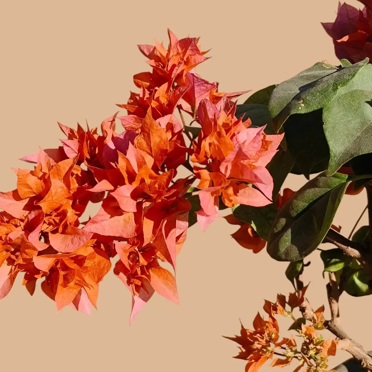 Mahara Orange Bougainvillea Seeds