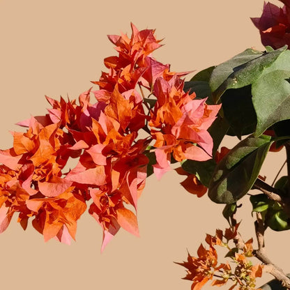 Mahara Orange Bougainvillea Seeds