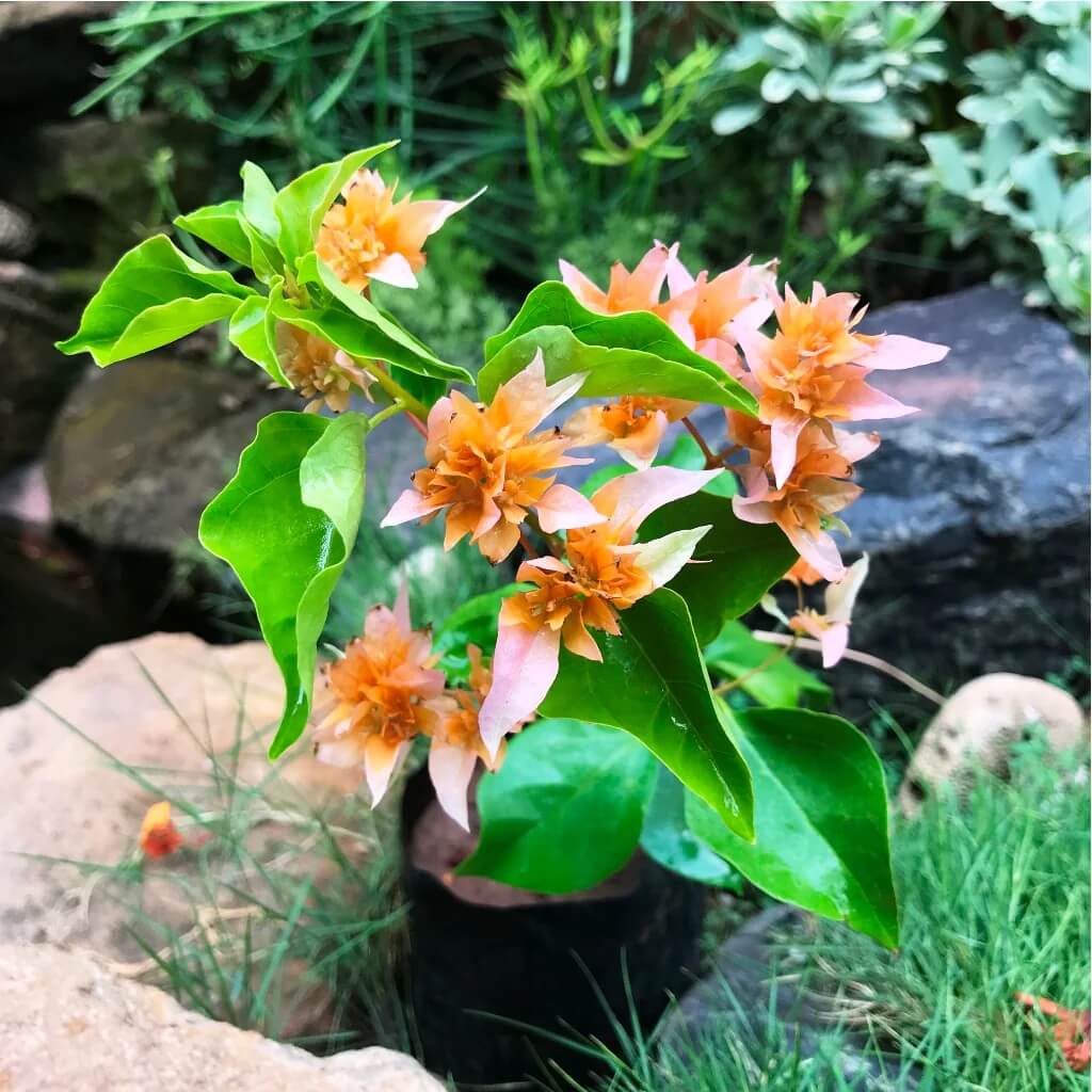 Mahara Orange Bougainvillea Seeds