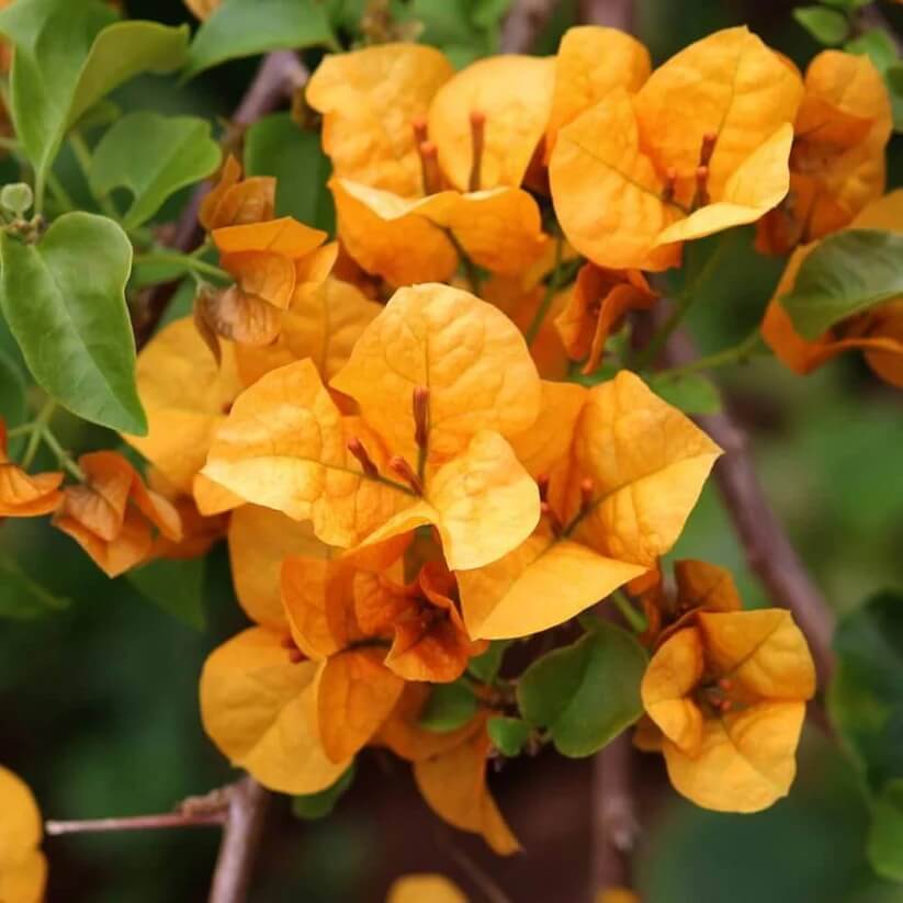 Mahara Orange Bougainvillea Seeds