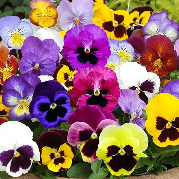 Majestic Giants Pansy Seeds 