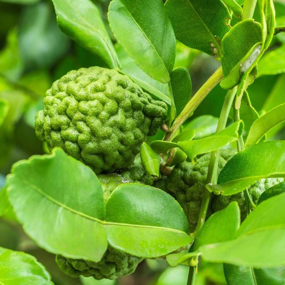 Makrut Lime Seeds