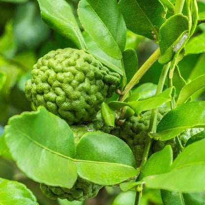 Makrut Lime Seeds