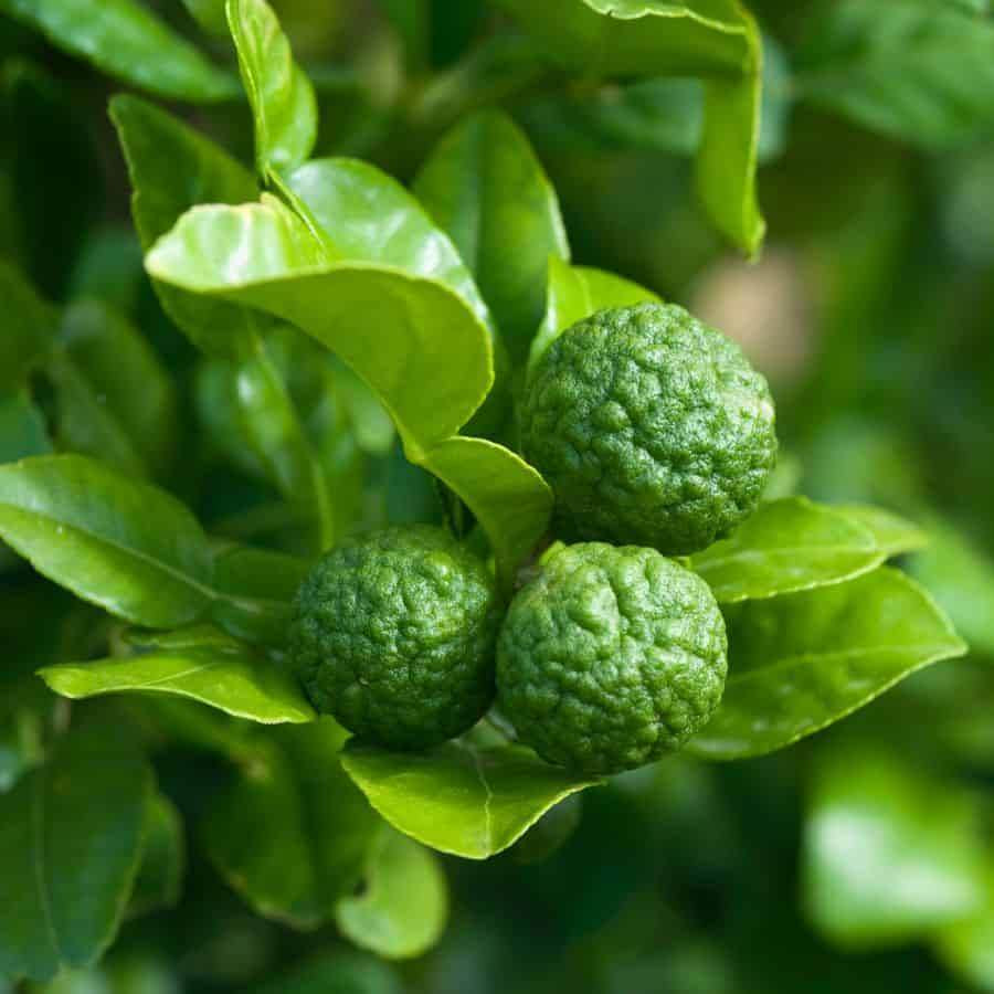 Makrut Lime Seeds
