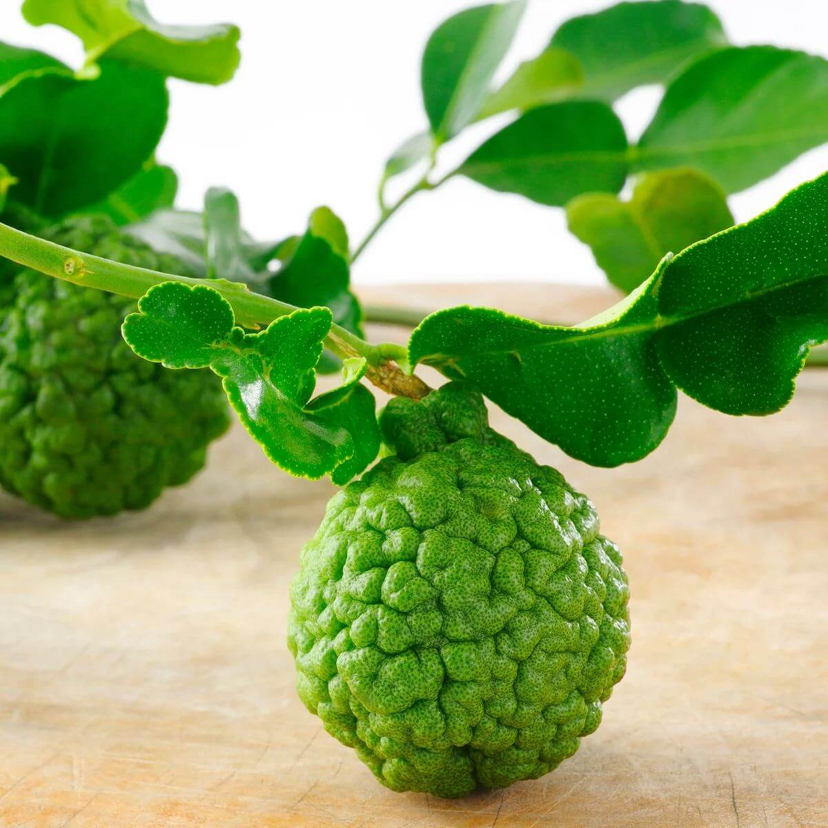 Makrut Lime Seeds
