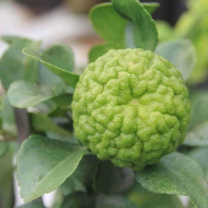 Makrut Lime Seeds