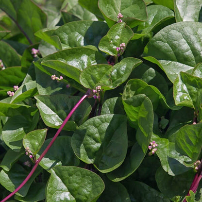 Malabar Spinach Seeds