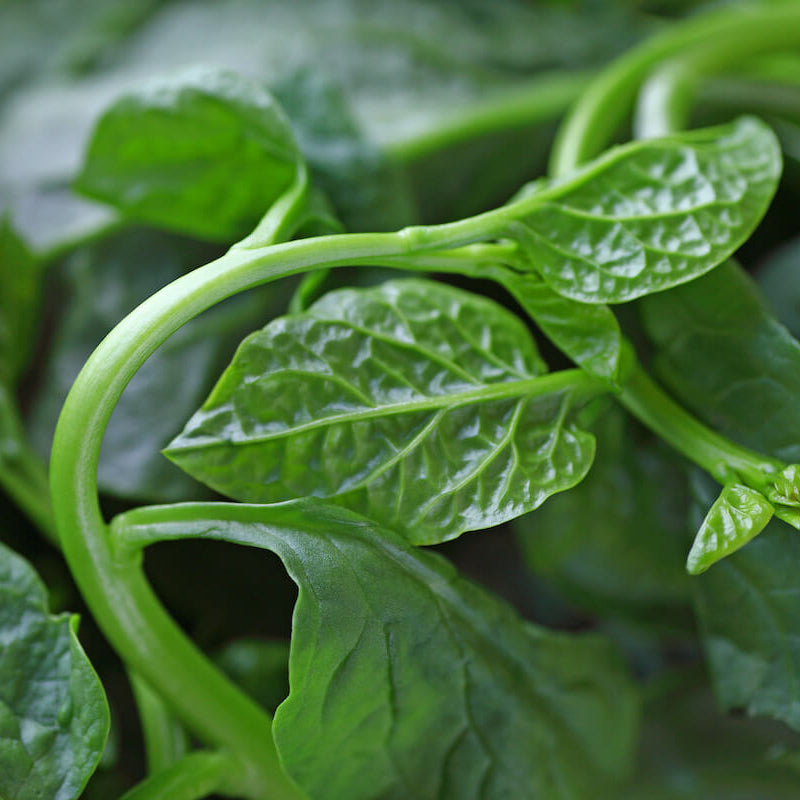 Malabar Spinach Seeds