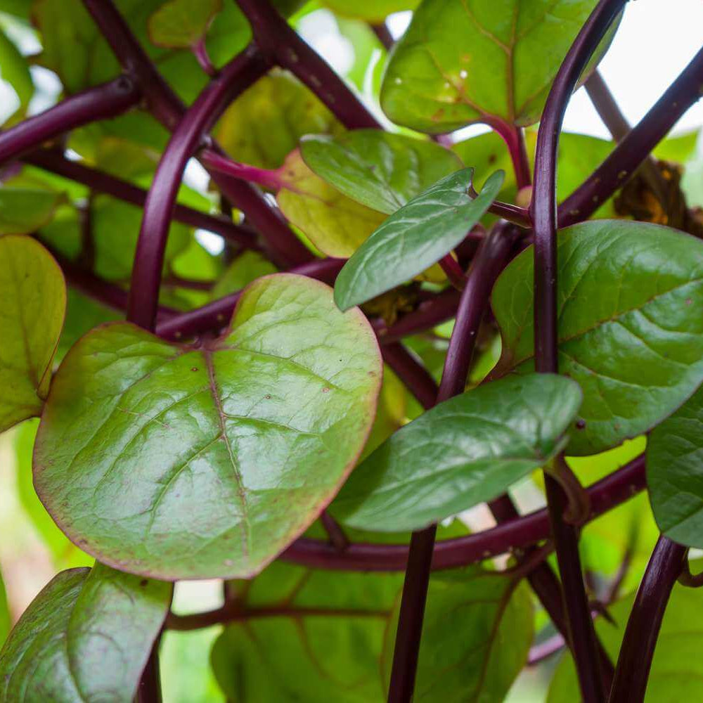 Malabar Spinach Seeds