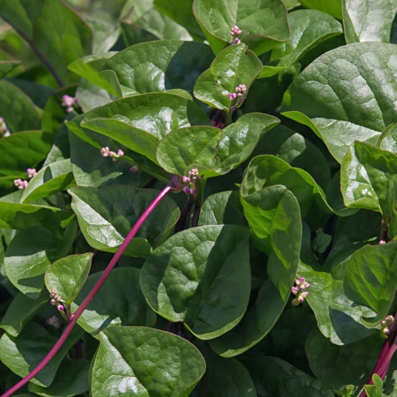 Malabar Spinach Seeds