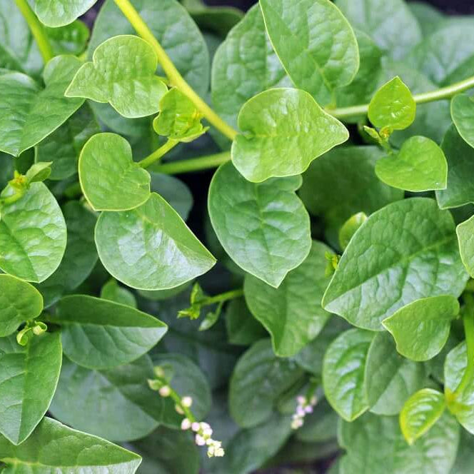 Malabar Spinach Seeds