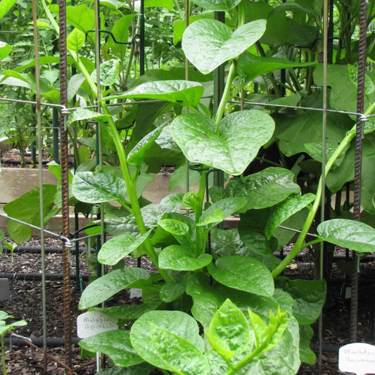 Malabar Spinach Seeds