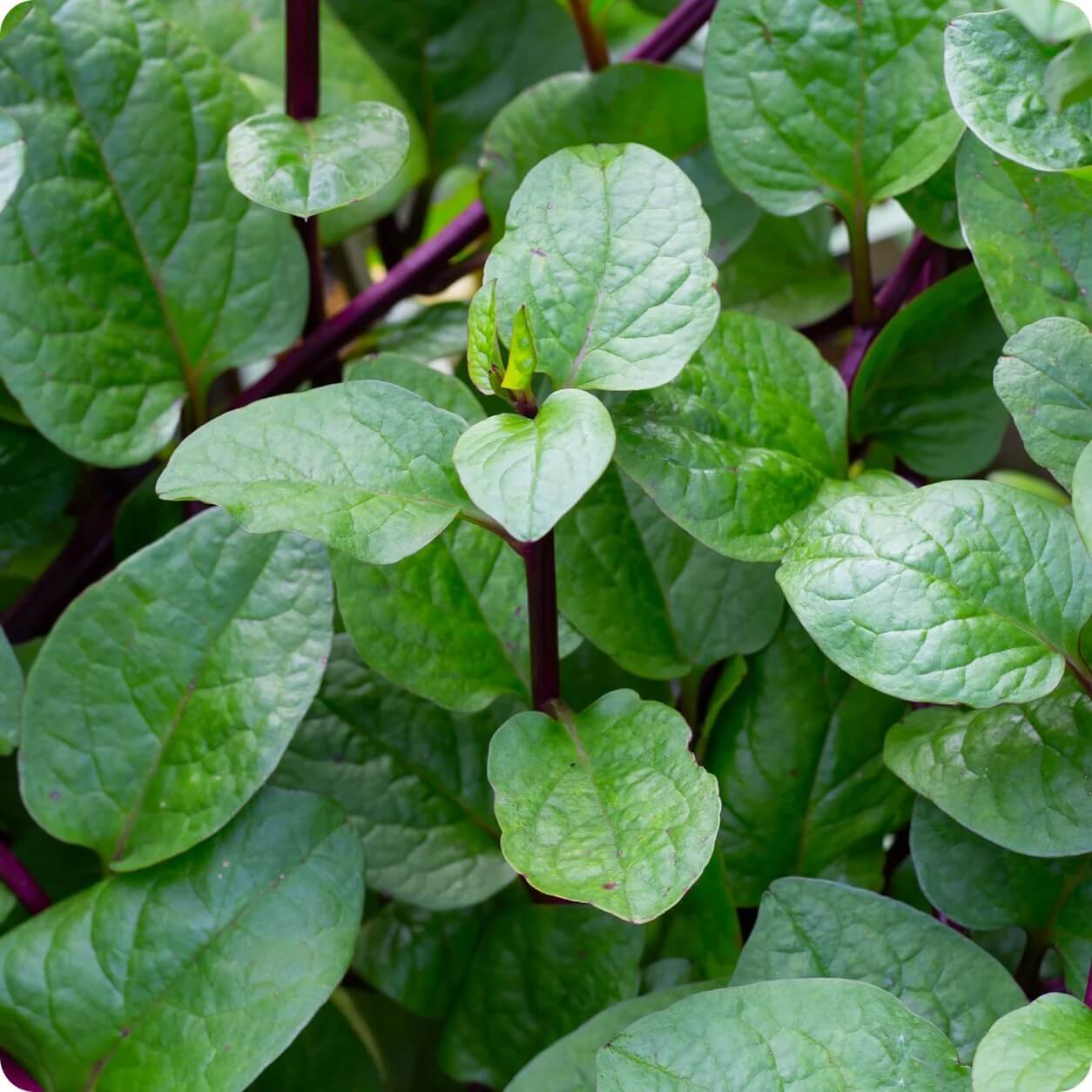 Malabar Spinach Seeds