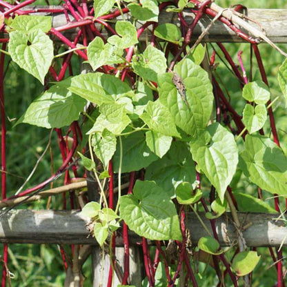 Malabar Spinach Seeds