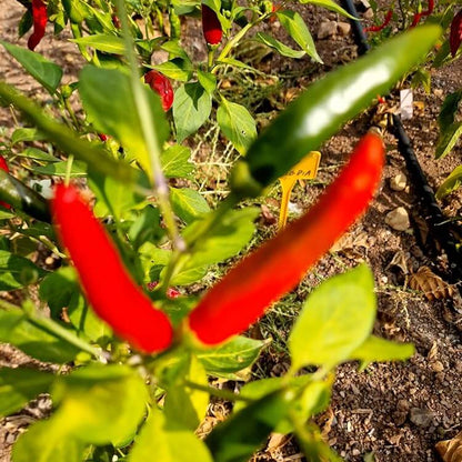 Malagueta Pepper Seeds - Vegetable Plant