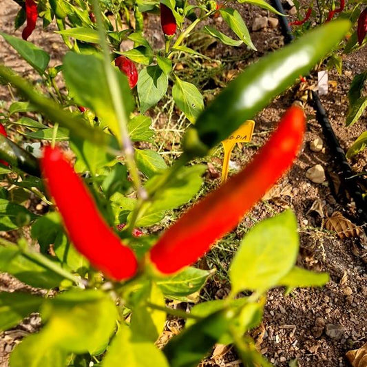 Malagueta Pepper Seeds - Vegetable Plant