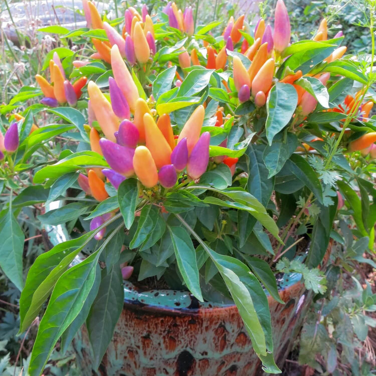 Malagueta Pepper Seeds - Vegetable Plant