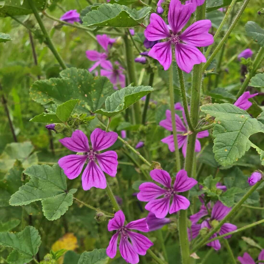 Mallow Seeds