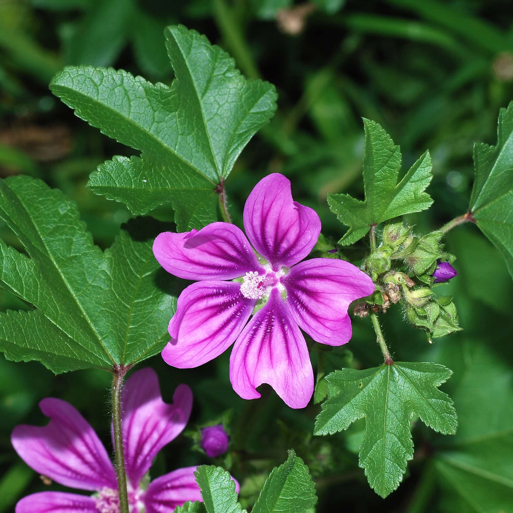 Mallow Seeds