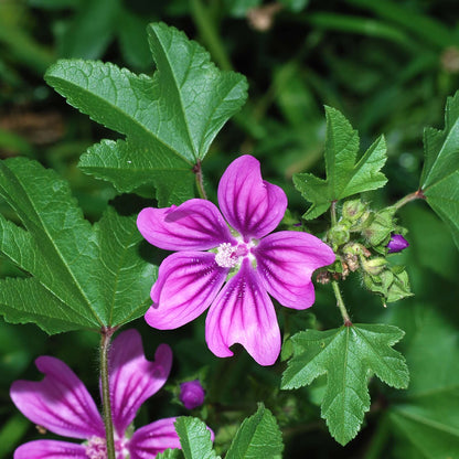 Mallow Seeds