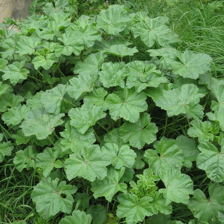 Mallow Seeds
