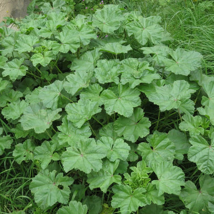 Mallow Seeds
