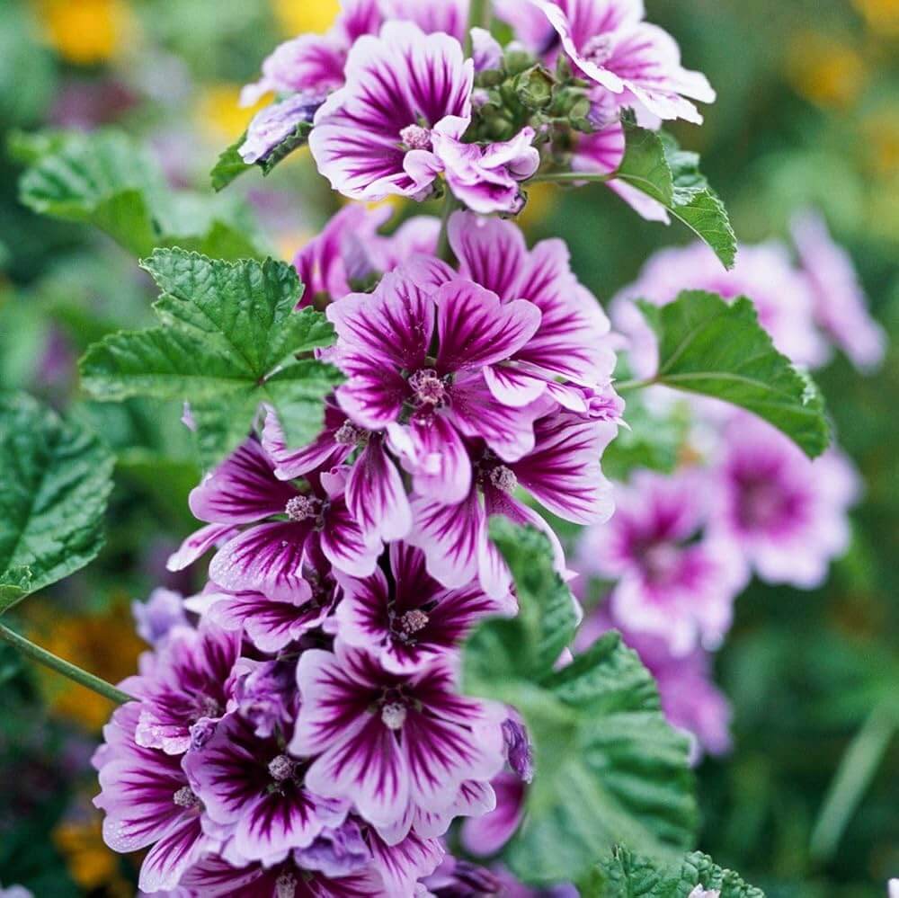 Mallow Seeds