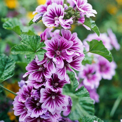 Mallow Seeds
