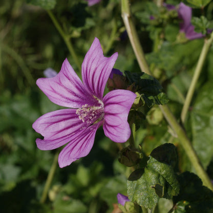 Mallow Seeds
