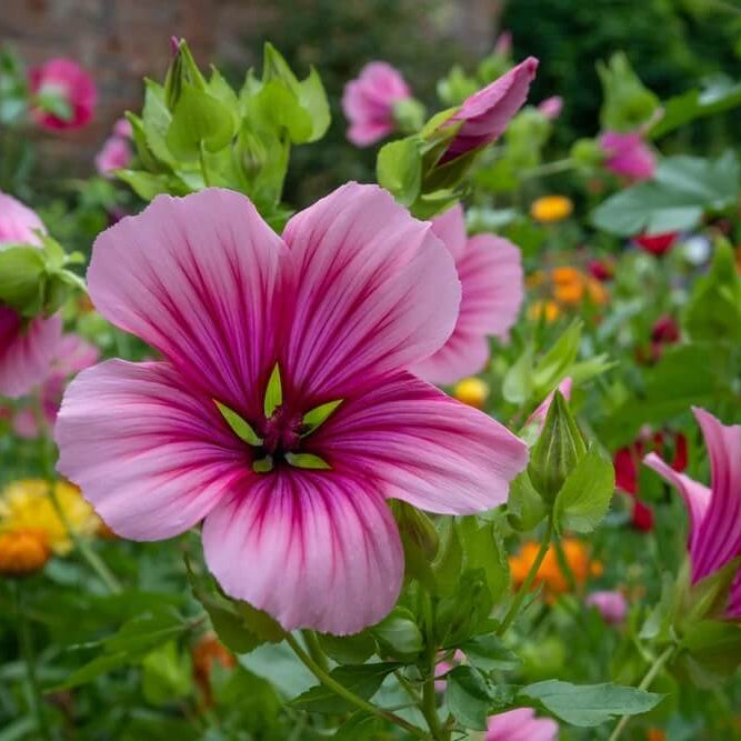 Mallow Seeds