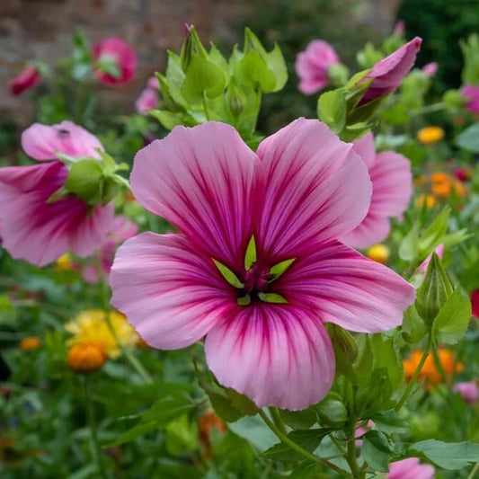 Mallow Seeds - Herbal Plant for Home Gardens