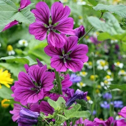 Mallow Seeds - Herbal Plant for Home Gardens