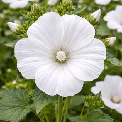 Malope Seeds - Heirloom Flower Plant for Home Gardens