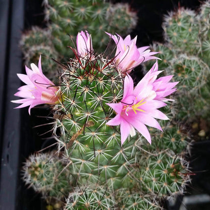 Mammillaria Cactus Seeds - Cactus Plant Seeds for Home Gardens