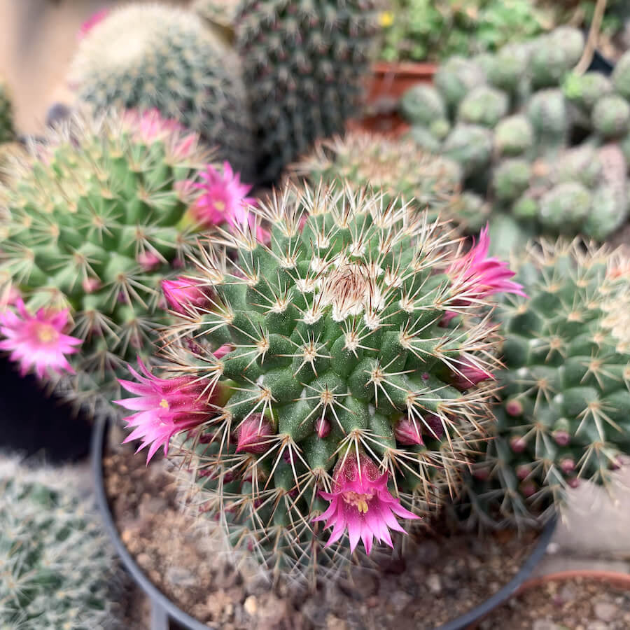Mammillaria Cactus Seeds - Cactus Plant Seeds for Home Gardens