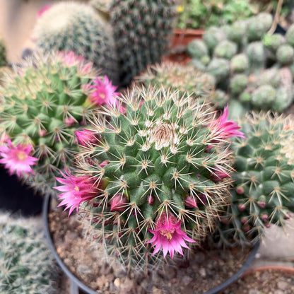 Mammillaria Cactus Seeds - Cactus Plant Seeds for Home Gardens