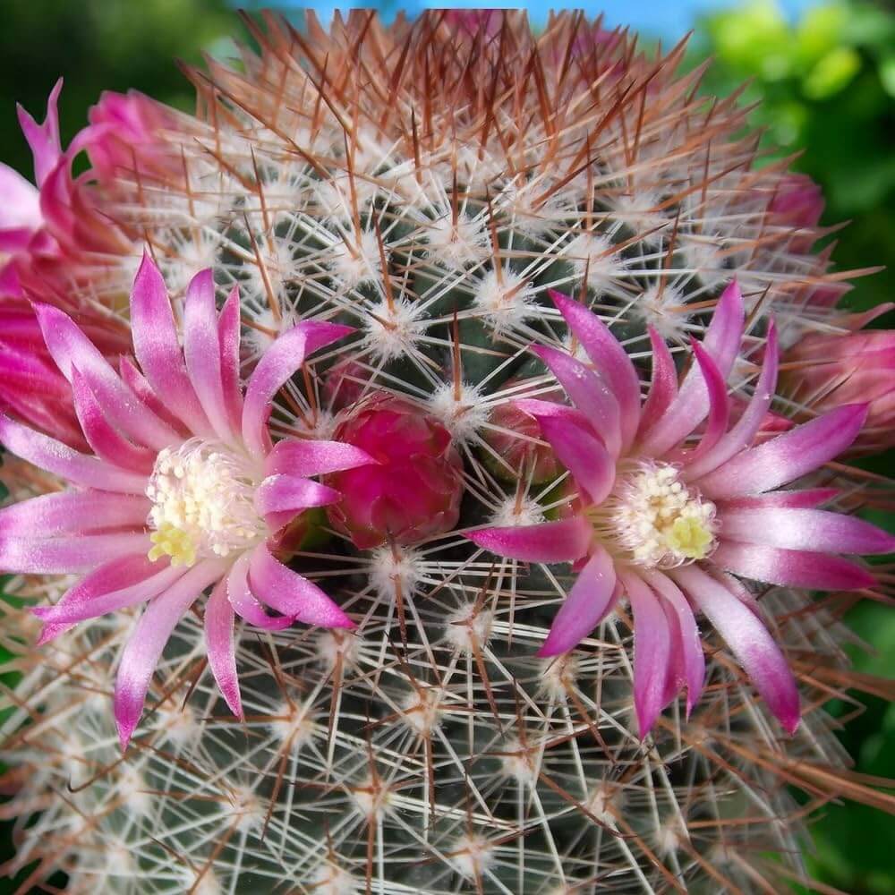 Mammillaria Cactus Seeds - Cactus Plant Seeds for Home Gardens