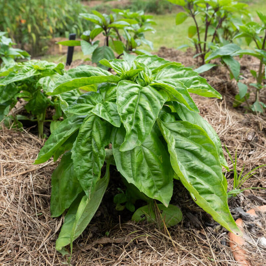 Mammoth Basil Seeds - Herbal Plant