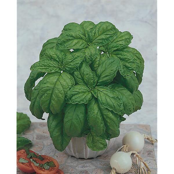 Mammoth Basil Seeds - Herbal Plant
