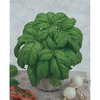 Mammoth Basil Seeds - Herbal Plant