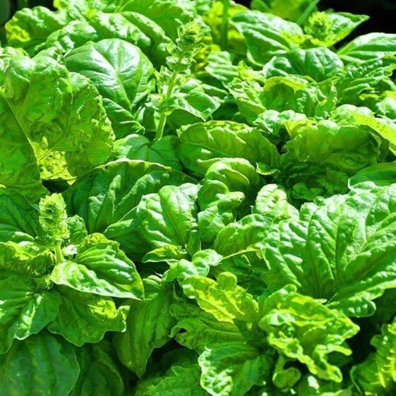 Mammoth Basil Seeds - Herbal Plant