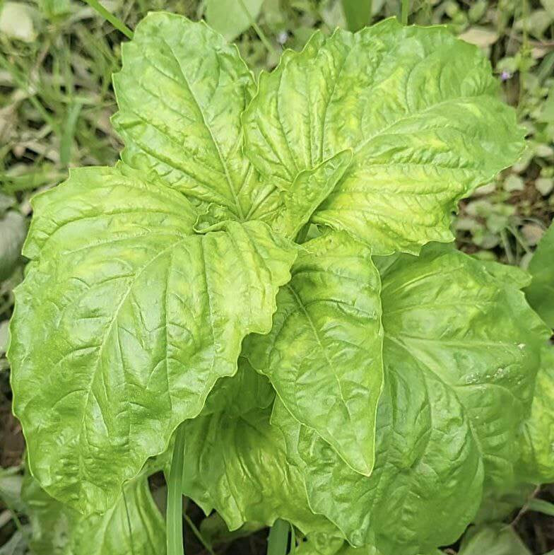 Mammoth Basil Seeds - Herbal Plant